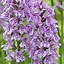 Image result for Dactylorhiza maculata