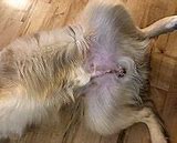Image result for Cat Doing Surgery Meme