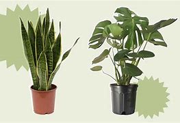 Image result for Good Houseplants