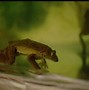 Image result for How Big Is the Biggest Frog
