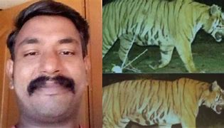 Image result for Man Attacked by Tiger