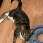 Image result for Pebbles Cat Deerfield Illinois