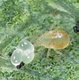 Image result for Predatory Mite Red
