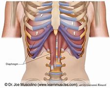 Image result for Chest Diaphragm Anatomy Poster