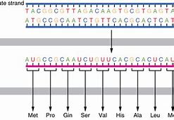 Image result for DNA Code Sequence