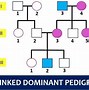Image result for How to Read Pedigree Chart
