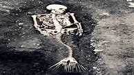 Image result for Real Bones of Mermaids