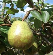 Image result for Pyrus communis Duchesse dAngoulême