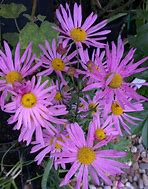 Image result for Chrysanthemum Clara Curtis (Rubellum-Group)