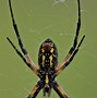 Image result for Large Florida Spiders