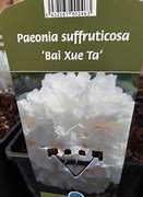 Image result for Paeonia suffruticosa Bai Xue Ta