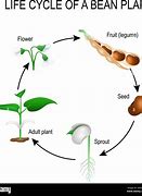 Image result for Life Cycle of a Bean Plant