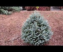 Image result for Picea pungens Scottie