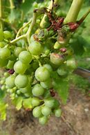 Image result for Grapes Sun Screen