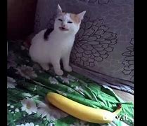 Image result for Cat Hates Banana Meme
