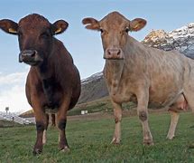 Image result for Icelandic Cattle Breeds