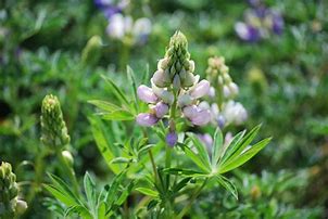 Image result for Lupinus arboreus