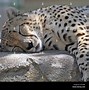 Image result for Best Zoo Animals