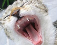 Image result for Cat Mouth