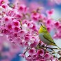 Image result for Beautiful Spring Desktop Wallpaper Nature