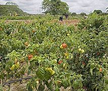 Image result for Marie Sharp Peppers