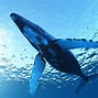 Image result for iPad Mini Wallpaper Whale