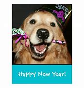 Image result for Golden Retriever Happy New Year