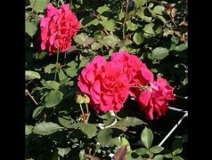 Image result for Rosa Beethoven