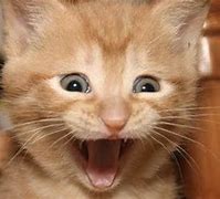 Image result for happy cats meme