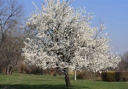 Image result for Prunus avium Summit