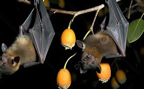 Image result for Fruit Bat Om a Branch