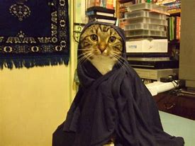 Image result for Nun Cat