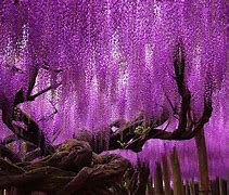 Image result for Tree with Vines