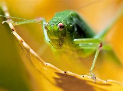Image result for Bug Life Cricket