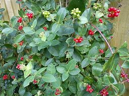 Image result for Lonicera periclymenum Scentsation