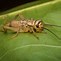 Image result for Kinds of Crickets