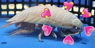 Image result for Isopod Dotitos