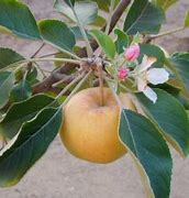Image result for Dorsett Apple Tree