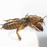 Image result for A Cricket Insect