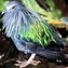 Image result for Goura Columbidae