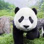 Image result for Baby Pandas Desktop Wallpaper