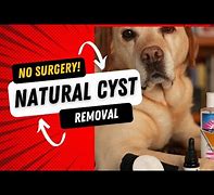 Image result for Sebaceous Cyst On Dogs Tail