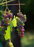 Image result for Common Grape Diseases