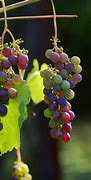 Image result for Types of Grape Vines