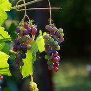 Image result for Grapevine