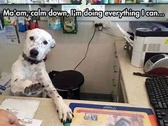 Image result for Yes Ma'am Dog Meme