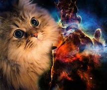 Image result for Space Cats HD Wallpaper