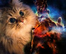 Image result for Space Cat Wallpaper HD