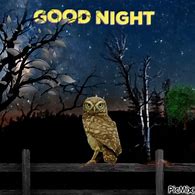 Image result for Good Night Birds of Paradise