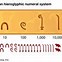 Image result for 7 Numeral System